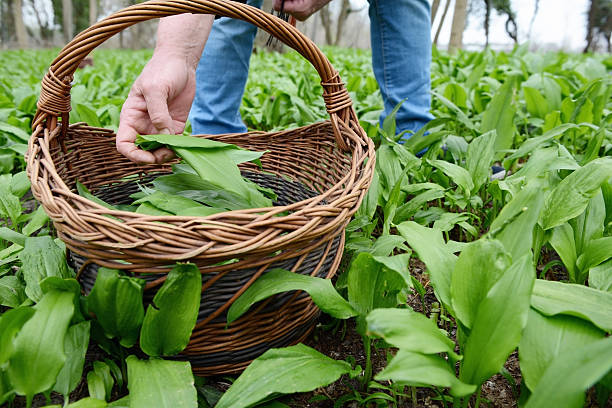 colher wild alho (ursinum de alho) - herbal medicine nature ramson garlic imagens e fotografias de stock