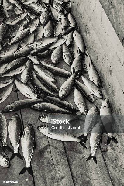 Gaspereau にウィアー - モノクロのストックフォトや画像を多数ご用意 - モノクロ, 獲った魚, 魚