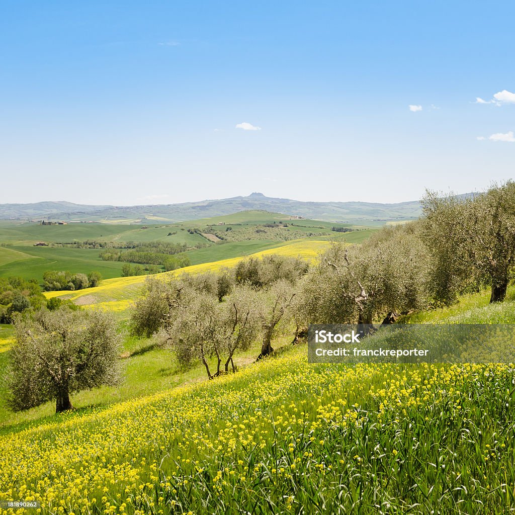 Toscana Terra coltivata - Foto stock royalty-free di Ambientazione esterna