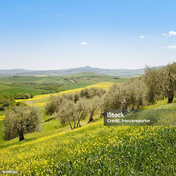 Toscana Terra Coltivata - Fotografie stock e altre immagini di Ambientazione esterna - Ambientazione esterna, Campo, Canola