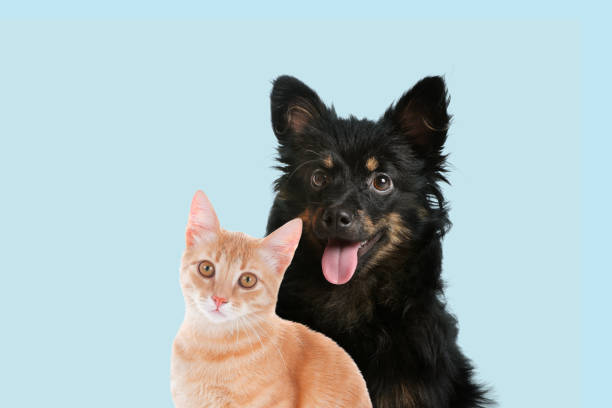 istock Happy pets. Cute long haired dog and tabby cat on pale light blue background 1818902732