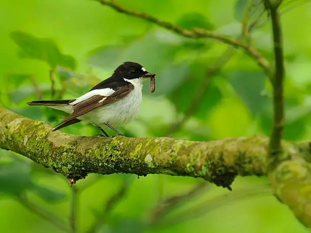 "European pied flycather in beautiful forrest, with stunnning green colors"
