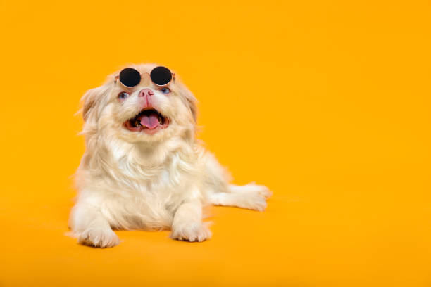 istock Cute Pekingese dog with sunglasses on yellow background. Space for text 1818903306