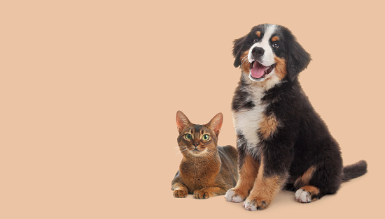 Happy pets. Adorable Bernese Mountain Dog puppy and Abyssinian cat on beige background, space for text