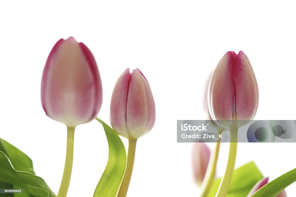 Tulipas - Foto de stock de Beleza royalty-free