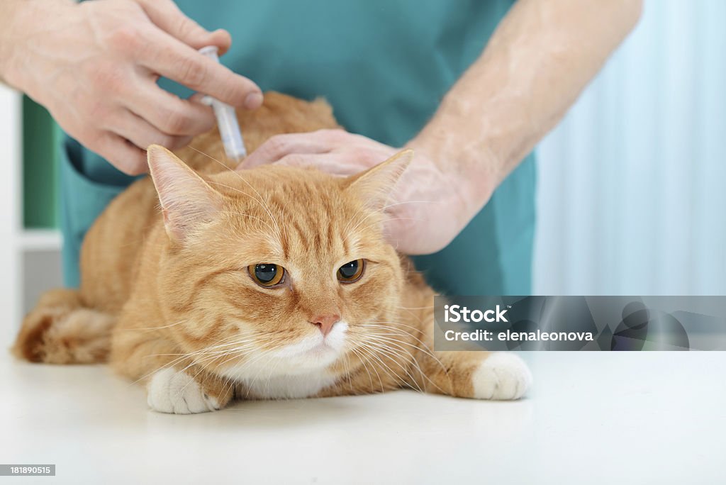 Veterinario y gato - Foto de stock de 30-39 años libre de derechos