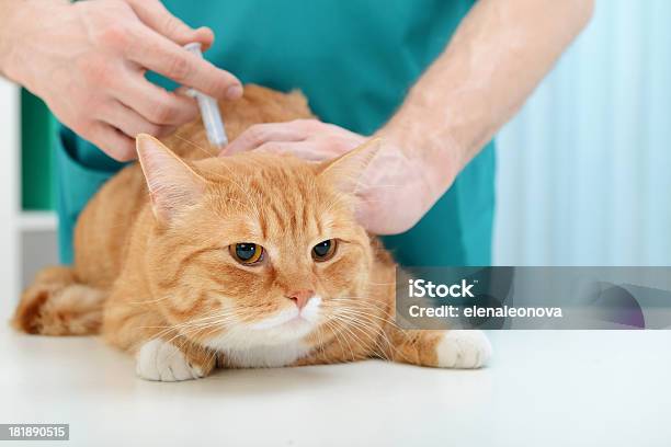 Veterinario Y Gato Foto de stock y más banco de imágenes de 30-39 años - 30-39 años, Adulto, Adulto de mediana edad