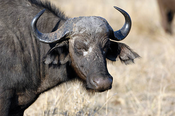 istock Buffalo 2, one of the big five 181890617