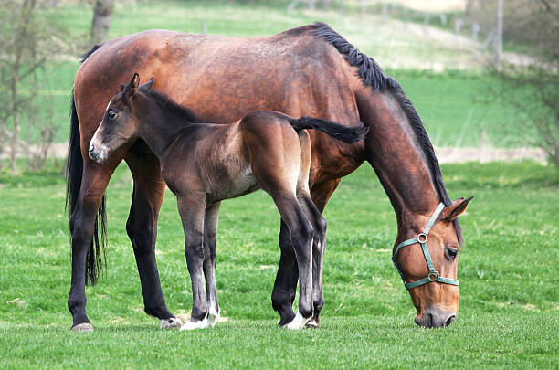 grazing mare and his foal "close up, outdoor, of a mare and his foal" aufzucht stock pictures, royalty-free photos & images