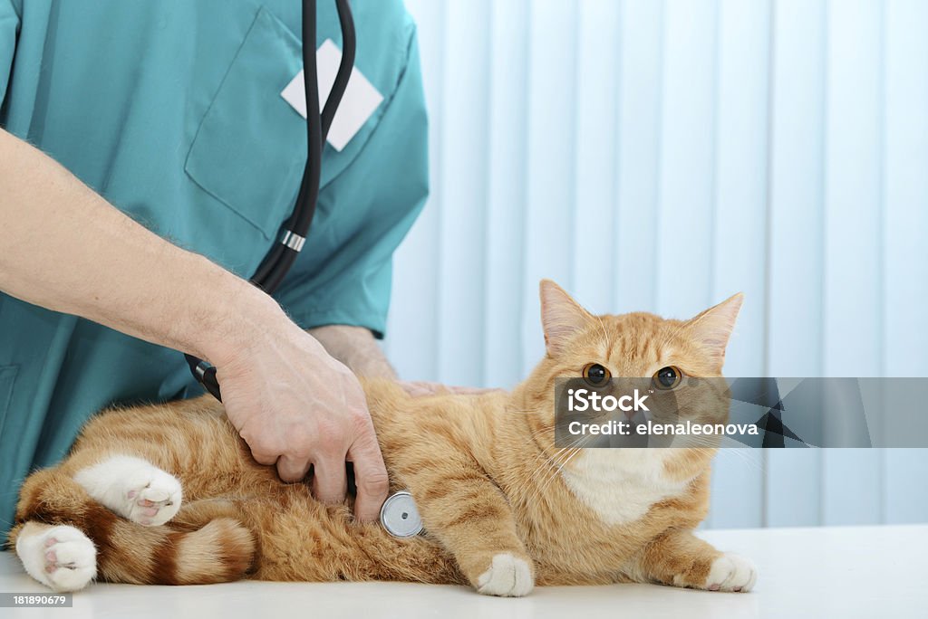 Vétérinaire et chat - Photo de Chat domestique libre de droits