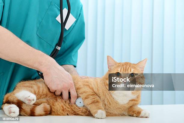 Vet I Kot - zdjęcia stockowe i więcej obrazów Kot domowy - Kot domowy, Stetoskop, Czerwony