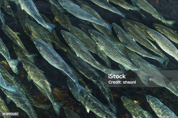 School Of Meerbarsch Stockfoto und mehr Bilder von Fluss - Fluss, Seebarsch, Fisch