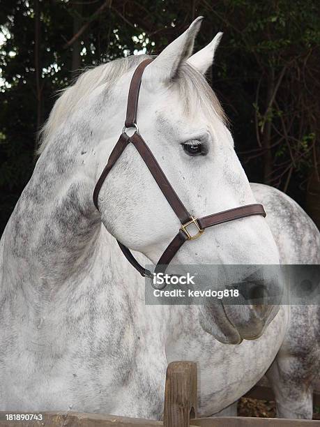 Белая Лошадь — стоковые фотографии и другие картинки Вертикальный - Вертикальный, Голова животного, Животноводство