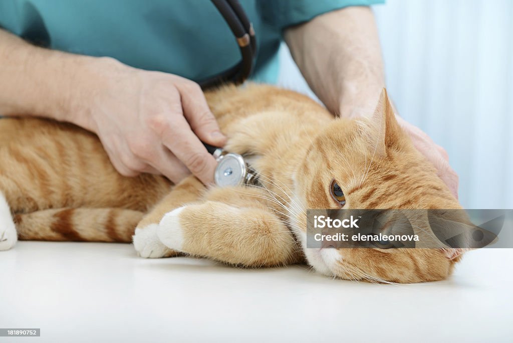 Veterinario y gato - Foto de stock de 30-39 años libre de derechos