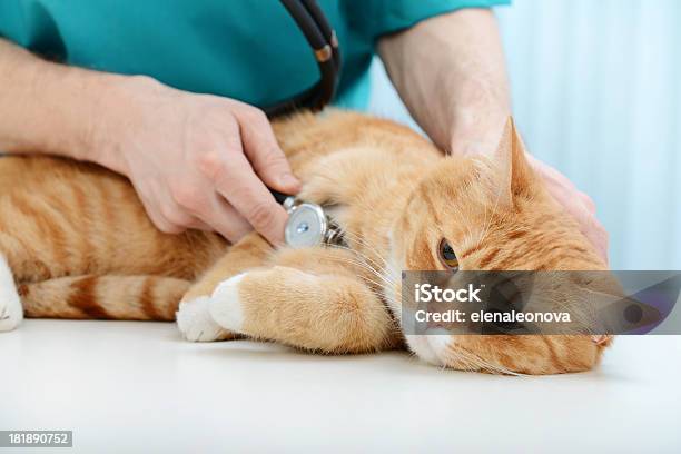 Veterinário E Gato - Fotografias de stock e mais imagens de 30-39 Anos - 30-39 Anos, Adulto, Amarelo Avermelhado Claro