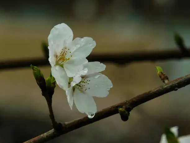 Two white cherry blossoms with water droplets
