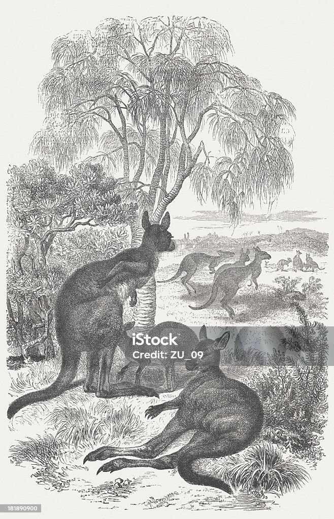 Kangaroos - Illustrazione stock royalty-free di Albero