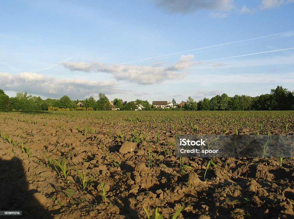 Голландский Фермер пейзаж с голубое небо - Стоковые фото Без людей роялти-фри