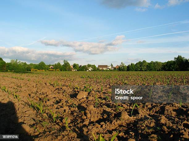 Голландский Фермер Пейзаж С Голубое Небо — стоковые фотографии и другие картинки Без людей - Без людей, Горизонтальный, Земля