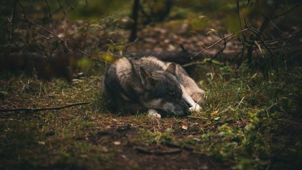 istock a wolf lying down in the woods next to some trees 1818910546