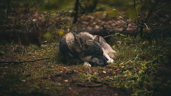A majestic gray wolf lounging in a woodland setting featuring lush green trees