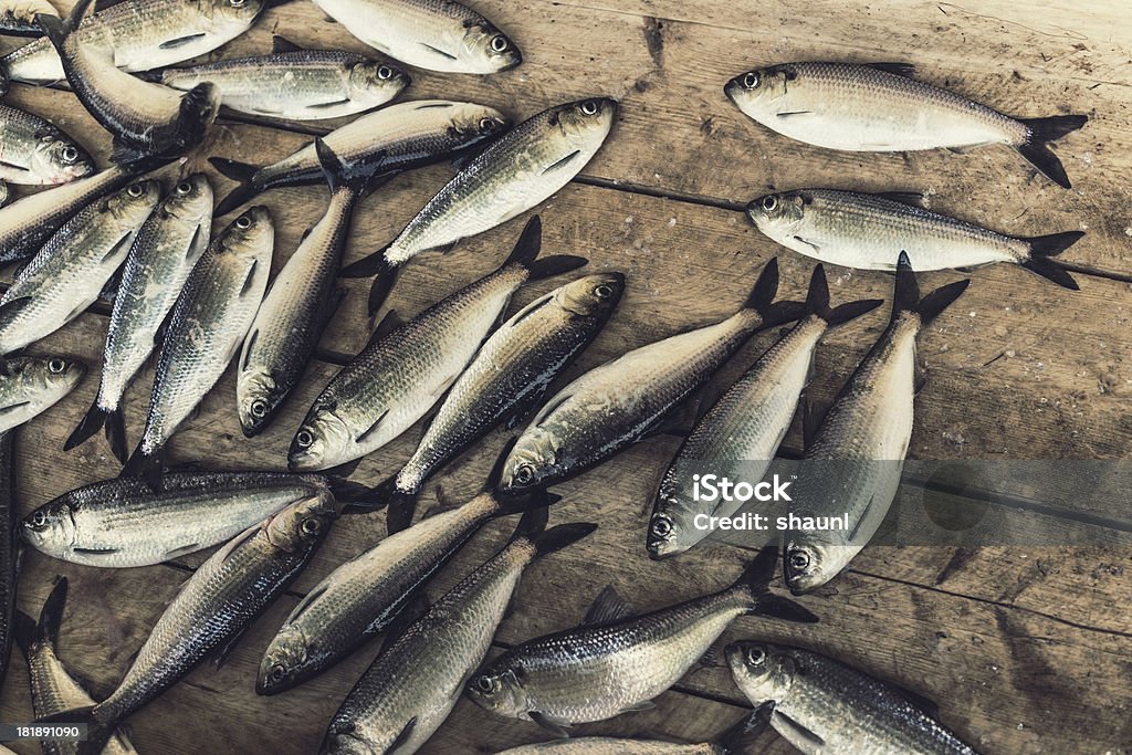 Gaspereau de Weir - Photo de Animal mort libre de droits