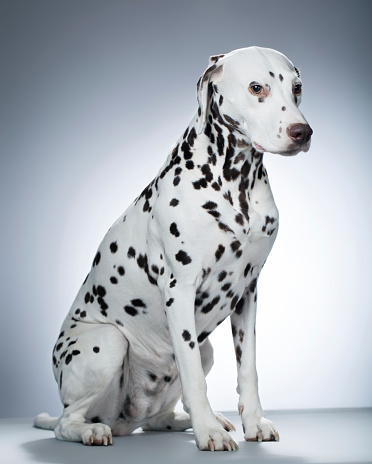 Portrait of a purebred Dalmatian