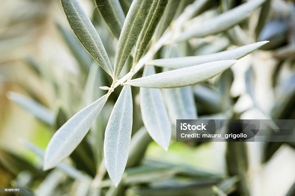 Olive tree de close-up, Toscana - Foto de stock de Agricultura royalty-free