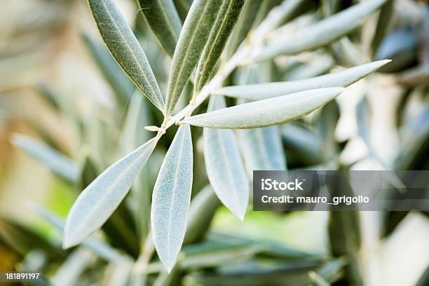 Foto de Olive Tree De Closeup Toscana e mais fotos de stock de Agricultura - Agricultura, Azeitona, Azeitona Verde