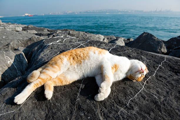 A napping cat in the morning sun beside the Bosphorus Straits in Istanbul, Turkey