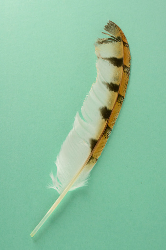 Close-up of feather plume Object on a White Background