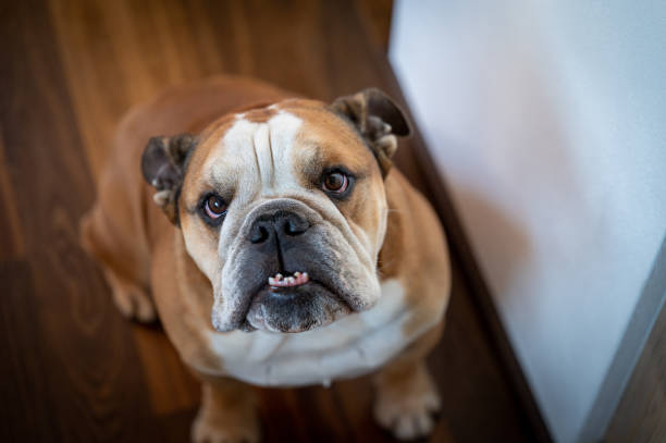 istock English Bulldog 1818916174