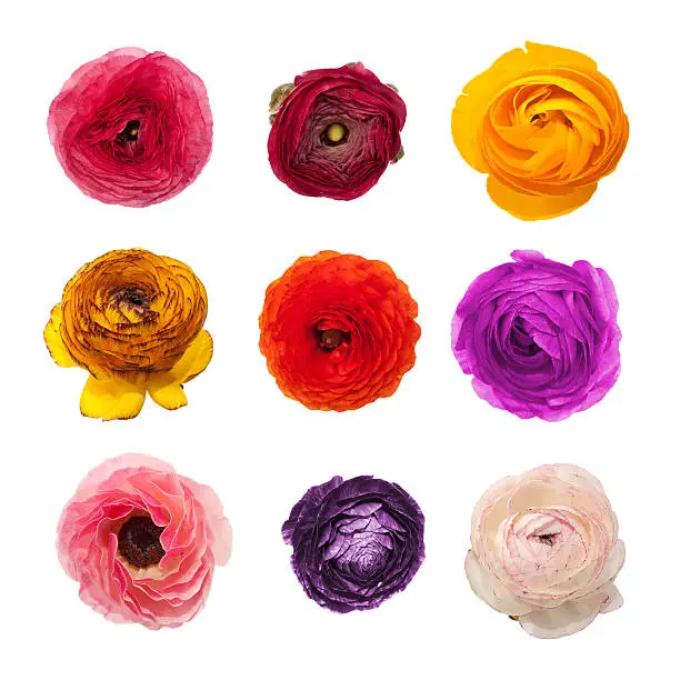 Collection of ranunculus flowers in various type and color