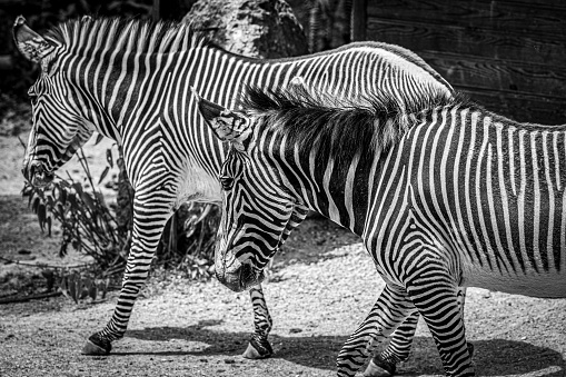 Zwei Zebras im Zoo