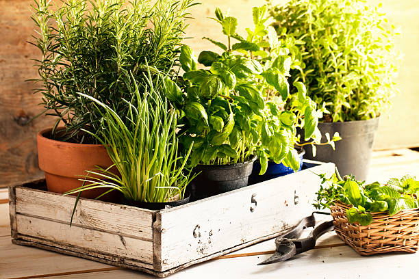 assorted herbs in pots stock photo