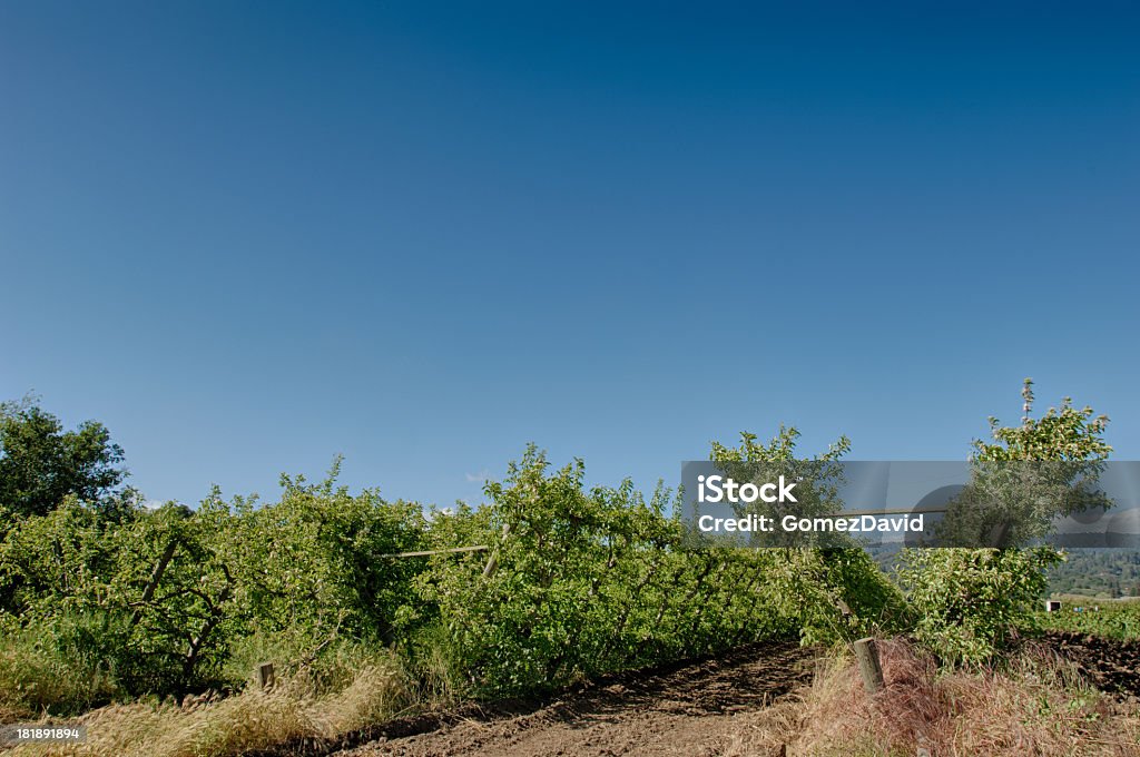 Espalier biologique Apple Orchard - Photo de Agriculture libre de droits