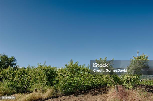 Espalier Органических Яблоневый Сад — стоковые фотографии и другие картинки Без людей - Без людей, В ряд, Весна