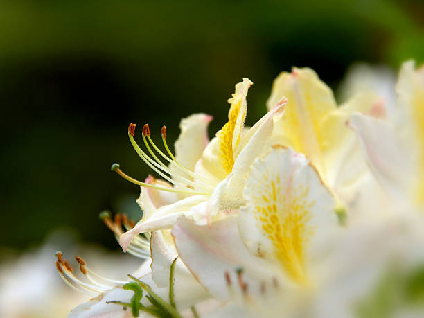 Iris stock photo