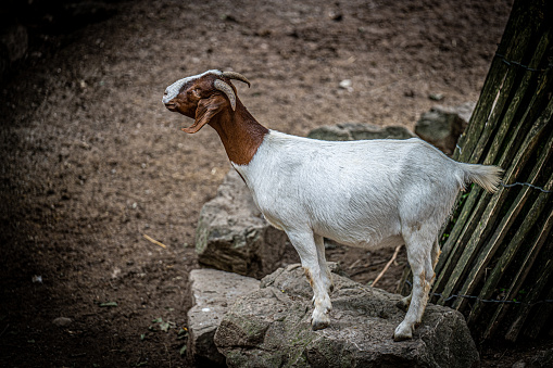 Santiago, Chile - September 05, 2017: closeup of a male white goat on a farm near the city of Santiago, Chile.