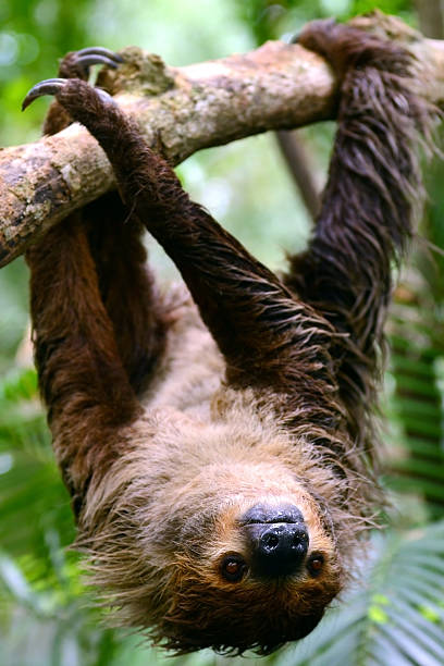 istock Two-Toed Sloth hanging on wood 181892201