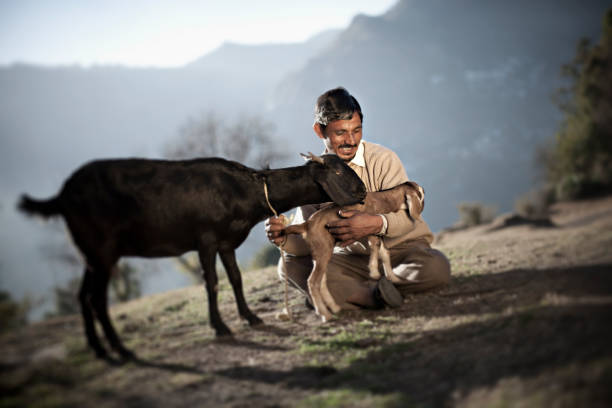 Real people from rural India: Happy man with Goats