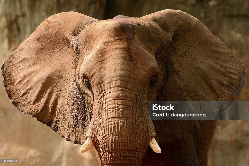 Elefante africano Vista anteriore - Foto stock royalty-free di Africa