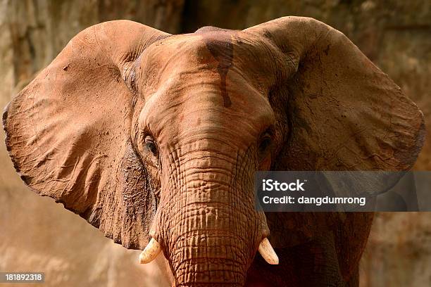 Elefante Africano Vista Anteriore - Fotografie stock e altre immagini di Africa - Africa, Ambientazione esterna, Animale