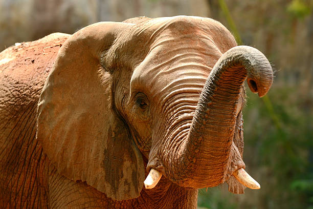 istock African elephant lift nose 181892320