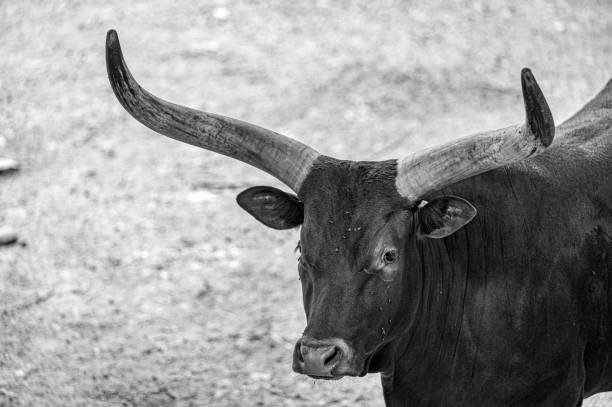 istock big bull with long horns 1818923335