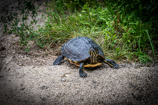 A female painted turtle is searching for a good spot to lay her eggs in early June.