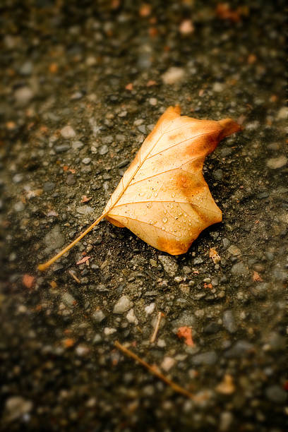 The Lonely Leaf (w/ Morning Def) A leaf alone with faux selective focus. The leaf has some condensation on it. Focus is on leaf. def picture photos stock pictures, royalty-free photos & images