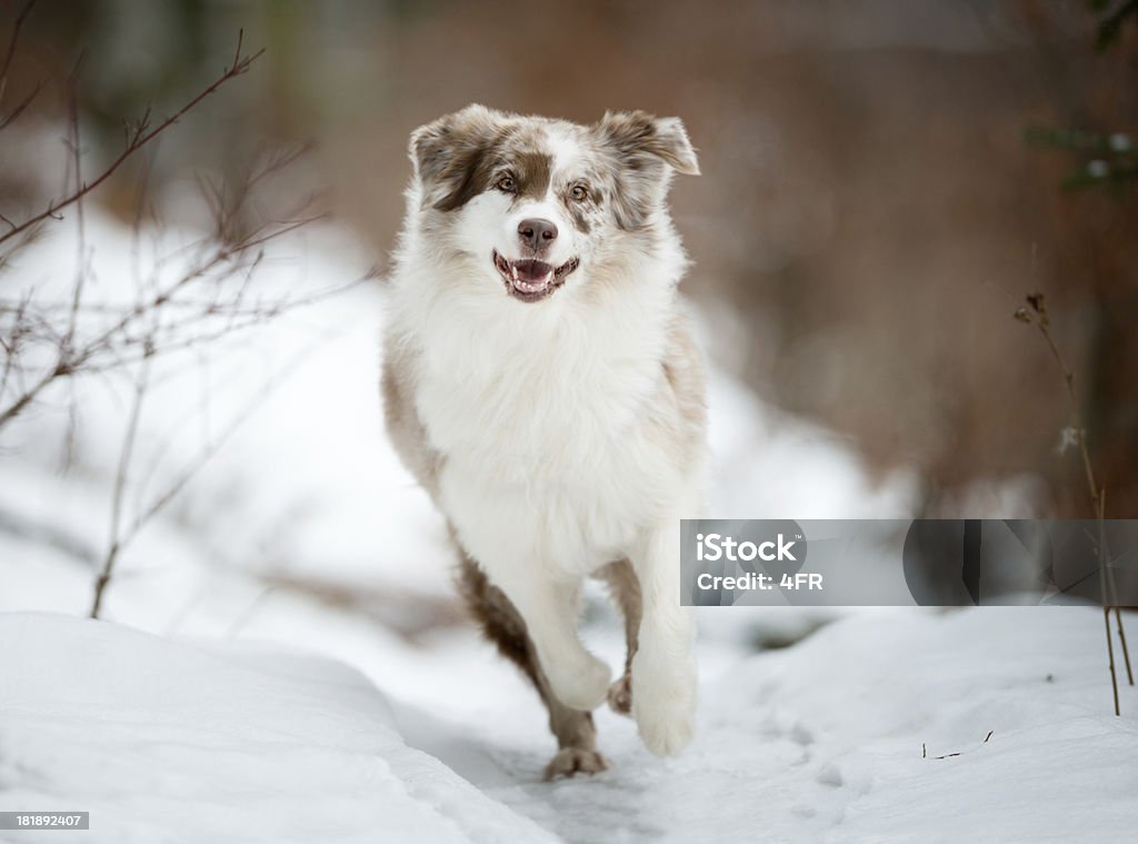 オーストラリアの羊飼いの雪の中で遊ぶ - 犬のロイヤリティフリーストックフォト