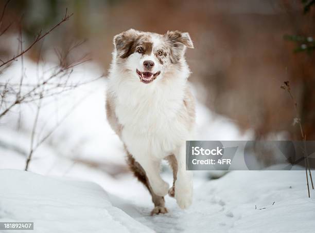 オーストラリアの羊飼いの雪の中で遊ぶ - 犬のストックフォトや画像を多数ご用意 - 犬, 冬, 雪