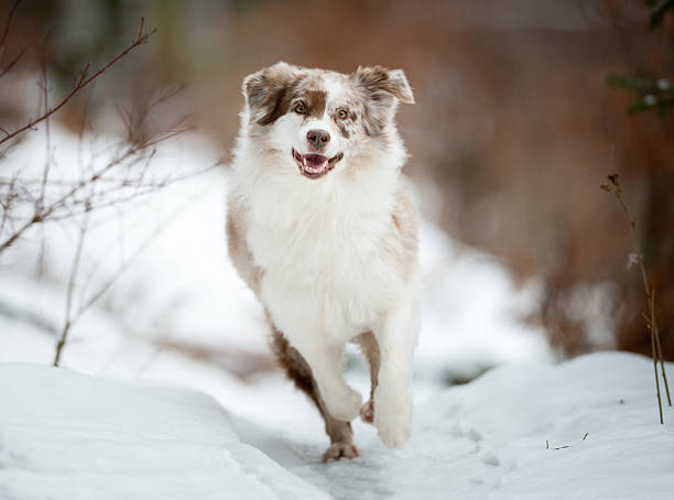 Australian Shepherd playing outside in the Snow stock photo